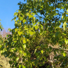 녹나무(Cinnamomum camphora (L.) J.Presl) : 봄까치꽃