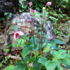 대상화(Anemone hupehensis var. japonica (Thunb.) Bowles & Stearn) : 산들꽃