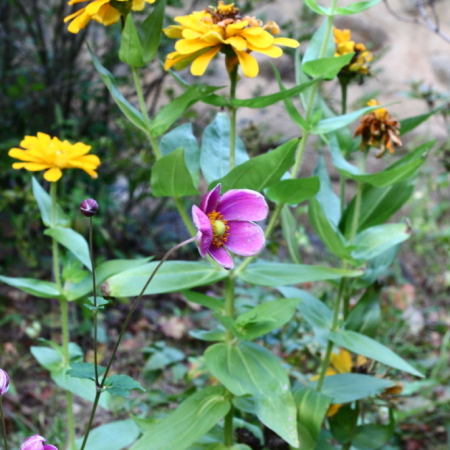 대상화(Anemone hupehensis var. japonica (Thunb.) Bowles & Stearn) : 산들꽃