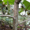 떡갈나무(Quercus dentata Thunb. ex Murray) : habal