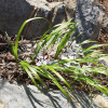 흰각시붓꽃(Iris rossii for. alba Y.N.Lee) : 푸른산야