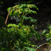 갯괴불주머니(Corydalis platycarpa (Maxim.) Makino) : 산들꽃