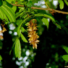 중국굴피나무(Pterocarya stenoptera DC.) : 별꽃
