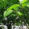 매실나무(Prunus mume Siebold & Zucc. for. mume) : 현촌