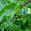 밀나물(Smilax riparia A.DC.) : 현촌