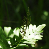 고비(Osmunda japonica Thunb.) : 현촌
