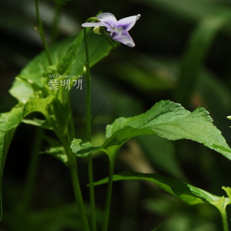 민졸방제비꽃(Viola acuminata for. glaberrima (H.Hara) Kitam.) : 통통배
