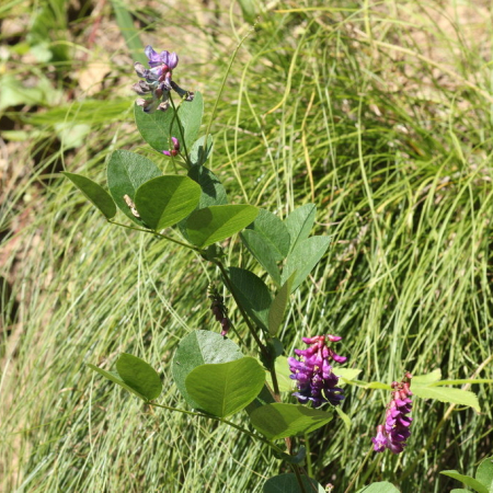 네잎갈퀴나물(Vicia nipponica Matsum.) : 무심거사