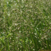 향모(Hierochloe odorata (L.) P.Beauv.) : 꽃마리
