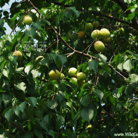 매실나무(Prunus mume Siebold & Zucc. for. mume) : 난헌