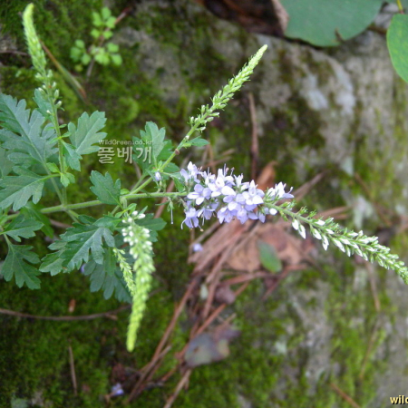 구와꼬리풀(Pseudolysimachion dauricum (Steven) Holub) : 산들꽃