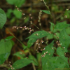 바보여뀌(Persicaria pubescens (Blume) H.Hara) : 塞翁之馬