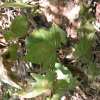 단풍마(Dioscorea quinquelobata Thunb.) : habal