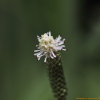 흰오이풀(Sanguisorba stipulata for. alba (Trautv. & Mey.) Kitam.) : 무심거사