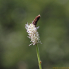 흰오이풀(Sanguisorba stipulata for. alba (Trautv. & Mey.) Kitam.) : 무심거사
