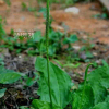 왕질경이(Plantago major var. japonica (Franch. & Sav.) Miyabe) : 塞翁之馬