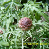 뻐꾹채(Leuzea uniflora (L.) Holub) : 현촌