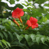 미국능소화(Campsis radicans) : 꽃사랑