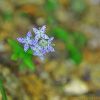 네귀쓴풀(Swertia tetrapetala (Pall.) Grossh.) : 청풍