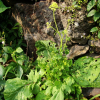 배추(Brassica rapa var. glabra Regel) : 산들꽃