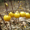 도깨비가지(Solanum carolinense L.) : 설이