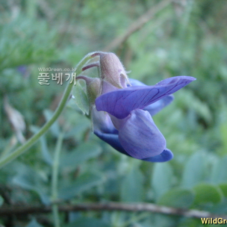 털갯완두(Lathyrus japonicus Willd. var. aleuticus (Greene ex T.G.White) Fernald) : 청암