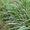 그령(Eragrostis ferruginea (Thunb.) P.Beauv.) : 들국화