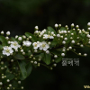 피라칸다(Pyracantha angustifolia (Franch.) C.K.Schneid.) : 塞翁之馬