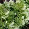 부처손(Selaginella involvens (Sw.) Spring) : 통통배