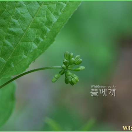 밀나물(Smilax riparia A.DC.) : 추풍