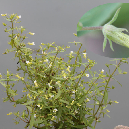유럽큰고추풀(Gratiola officinalis L.) : 무심거사