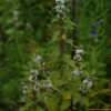 개박하(Nepeta cataria L.) : 산들꽃