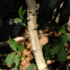 회잎나무(Euonymus alatus (Thunb.) Siebold f. ciliato-dentatus (Franch. & Sav.) Hiyama) : 벼루