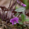 알록제비꽃(Viola variegata Fisch. ex Link) : 통통배