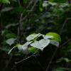 분단나무(Viburnum furcatum Blume) : 추풍