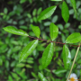 용가시나무 : 벼루