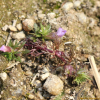 구와말(Limnophila sessiliflora (Vahl) Blume) : 무심거사