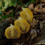노란망태버섯 : 들꽃사랑