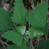 흰명아주(Chenopodium album L.) : 고들빼기