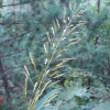 큰기름새(Spodiopogon sibiricus Trin.) : 도리뫼