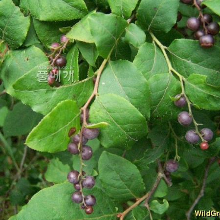 정금나무(Vaccinium oldhamii Miq.) : 들국화