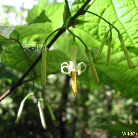 박쥐나무(Alangium platanifolium var. trilobum (Miq.) Ohwi) : 벼루