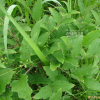 밀나물(Smilax riparia A.DC.) : 청암
