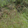 왕미꾸리광이(Glyceria leptolepis Ohwi) : 도리뫼