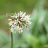 울릉산마늘(Allium ulleungense H.J.Choi & N.Friesen) : 박용석