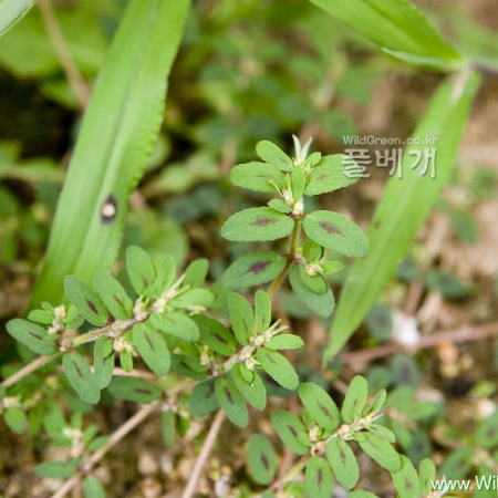 애기땅빈대(Euphorbia maculata L.) : 카르마