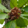 떡갈나무(Quercus dentata Thunb. ex Murray) : 塞翁之馬