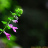 알며느리밥풀(Melampyrum roseum var. ovalifolium Nakai ex Beauverd) : 산들꽃