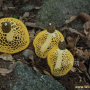 노란망태버섯 : 들꽃사랑