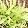 대사초(Carex siderosticta Hance) : Hanultari
